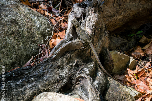 Eastern Water Dragon - Intellagama lesueurii, beautiful large semi aquatic lizard native to eastern Australia from Victoria northwards to Queensland.