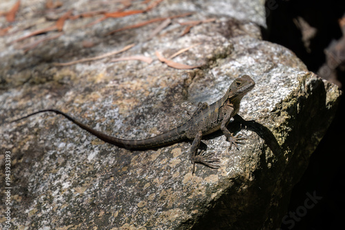 Eastern Water Dragon - Intellagama lesueurii, beautiful large semi aquatic lizard native to eastern Australia from Victoria northwards to Queensland.