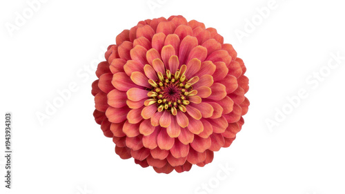 Close-up of a pink and orange zinnia flower