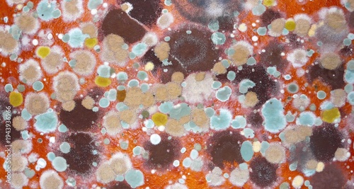 A close-up view of a multicolored mold colony on a surface. White, brown, orange, magenta, yellow, and gray colors.