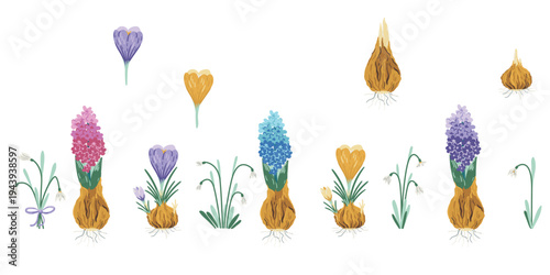 Set of early spring flowers with crocuses, hyacinths, and snowdrops