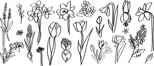 Grunge charcoal and chalk spring summer flower collection. Vector illustration of ink hand drawn wild and garden herbs set.