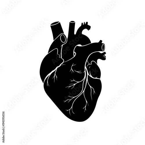 Striking black and white vector illustration of the human heart, depicting its complex anatomy with precision, ideal for medical, educational, and biological design projects