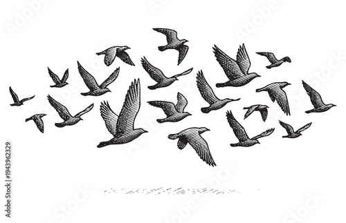 Flock of Pigeons or Doves Flying in Group Tinta Sketch