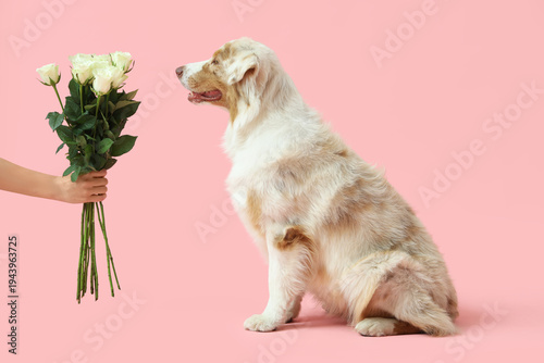 Cute Australian Shepherd do...
