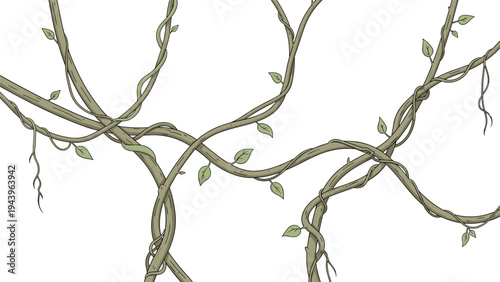 Lush green tropical vines and creepers with leaves hanging against a white background to create a dense jungle atmosphere.