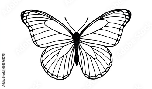 A black and white illustration of a butterfly with detailed wings and body