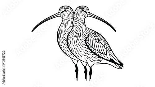Two Curlews: A detailed pen and ink illustration showcases two elegant curlews, their distinctive long, curved beaks a defining feature.