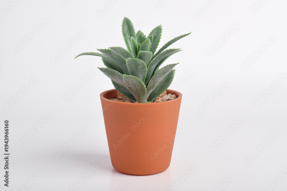 Obraz premium Small succulent plant in terracotta pot isolated on white background.
