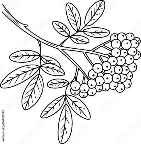 Rowan berry branch with leaves outline on white background, mountain ash tree twig, botanical coloring page