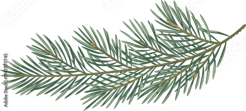 Green spruce branch with needles on white background, pine tree twig, evergreen forest botanical nature element