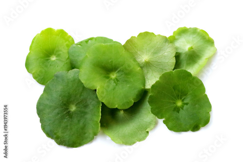 Fresh green pannywort plant leaves on a white background.