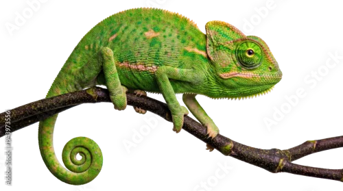 Obraz detailed studio photograph of a green chameleon on a dark branch, isolated on a transparent background emphasizing its intricate skin and alert expression.