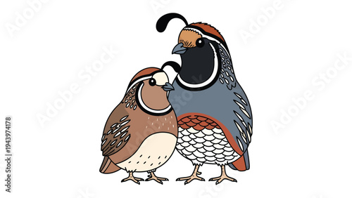 Quail Portrait: A charming illustration portrays two quails, showcasing their distinctive plumage and captivating expressions. It's an artful blend of simplicity and detail.