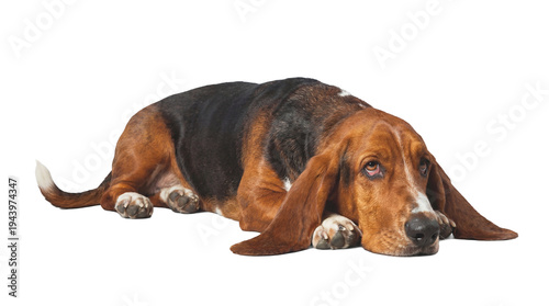 Cuadro en lienzo sad basset hound dog lying down on transparent background, studio shot, close-up