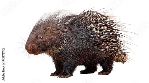 Fotografia a north african crested porcupine captured in a realistic photograph, featuring its distinctive quills and fur texture against a transparent background, ideal for diverse design projects