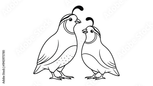 Quail Companionship: Two charming quails stand together in a simple line art drawing, their elegant forms and gentle gaze conveying a sense of companionship and natural beauty.