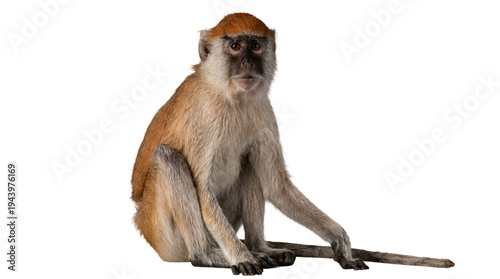 Photography photograph of a patas monkey sitting and looking forward against a transparent background
