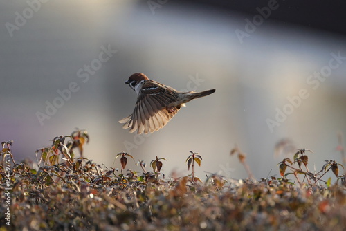 A sparrow taking flight from the hedge early in the morning
