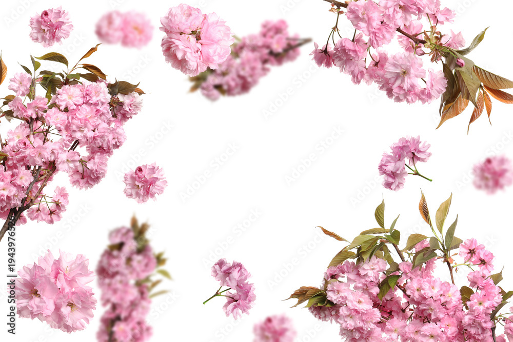 Fototapeta premium Spring blossoms. Sakura branches with pink flowers spinning in air on white background
