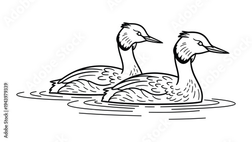 Grebe duo: A detailed pen and ink illustration of two elegant grebes, captured in graceful poses as they glide through calm water, displaying their unique crests.