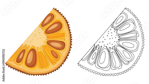Illustration of a colorful orange slice next to a detailed line drawing of a similar slice on a white background.
