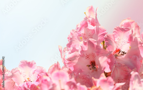 Konstfotografi Pink rhododendron blossom at border.