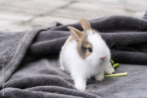 Cute baby rabbit with white and brown fur sitting on soft grey blanket with green celery stalk. Adorable fluffy bunny pet on wooden floor background. Cozy animal care and cute lifestyle concept.