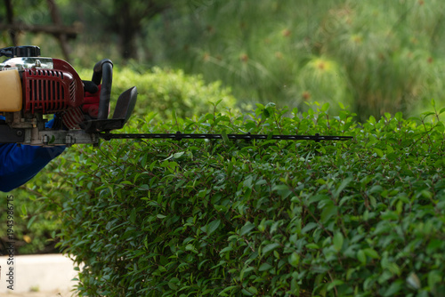 Bild auf Leinwand Close up of gardener hands in gloves using gas powered hedge trimmer cutting green bush in the garden