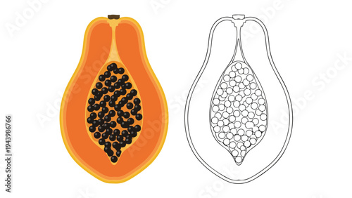 An illustration of a halved papaya with seeds next to a line drawing of a papaya seed pattern on a clean white background.
