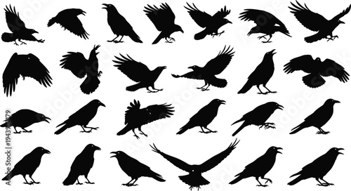 Black crow and raven silhouette vector set, flying and perching bird collection, spooky gothic nature elements, isolated wildlife crow graphics.