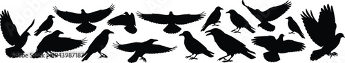 Black crow silhouette vector border, flying raven and bird of prey collection, spooky avian wildlife isolated on white background, bundle,