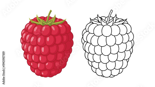 Colorful illustration of a ripe red raspberry alongside a black and white line art version on a clean white background.