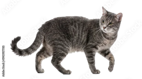 Fototapeta na wymiar a majestic grey tabby cat walks with a determined gaze, its fur intricately patterned with dark stripes, captured in a clear, isolated studio shot.