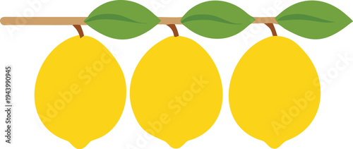Three Yellow Lemons Growing on a Branch with Green Leaves Isolated on White Background Stock Illustration