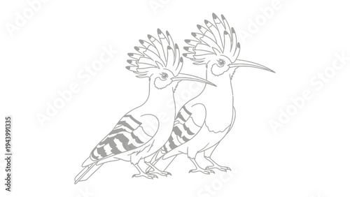 Hoopoe Birds Sketch: A beautifully detailed line drawing showcases two elegant hoopoe birds, capturing the grace and unique crests.