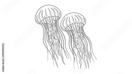 Two Elegant Jellyfish: Capturing the graceful dance of jellyfish, their translucent forms float with ethereal beauty in the depths of the ocean.