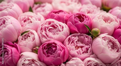 Close up of many pink peonies with a single green bud peony flowers floral background flower arrangement