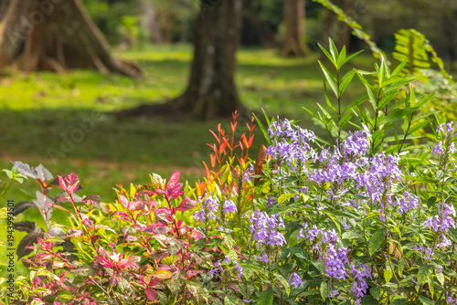 Foto Peradeniya, Royal Botanic Gardens near of Kandy town in Sri Lanka