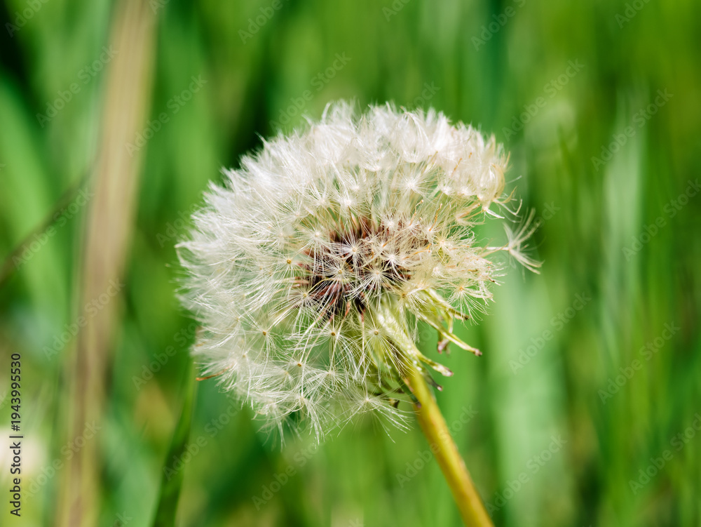 Fototapeta premium Close-up of a white dandelion seed head (Taraxacum officinale) against a blurred green grass background