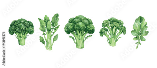 Collection of fresh green broccoli florets and arugula leaves arranged in a row, showcasing healthy organic vegetables in a detailed watercolor illustration style for culinary concepts