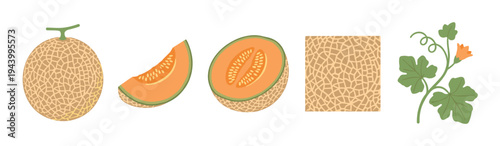 Cantaloupe melon illustration set with whole fruit, a juicy slice, half melon, skin texture, and flowering vine in a simple flat vector style