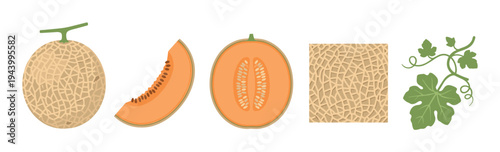 Cantaloupe melon illustration set showing the whole fruit, a juicy slice, a cross-section with seeds, the netted skin texture, and a green vine with leaves