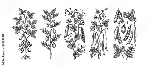 Collection of hand-drawn legume plants including soybean, chickpea, pea, and bean in a detailed vintage botanical engraving style showing pods, leaves, flowers, and stems