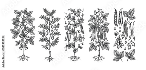 Set of hand drawn legume plants including soybean, chickpea, pea, and bean in a vintage botanical engraving style showing roots, leaves, flowers, and seed pods