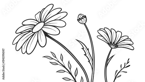 Delicate daisy flowers and buds in a simple line art sketch
