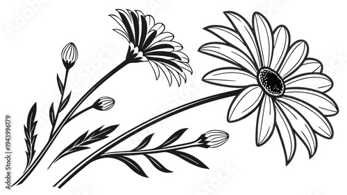 Elegant black and white illustration of delicate daisies and buds on slender stems