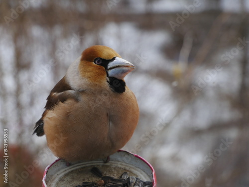 A grosbeak bird sits on a feeder.