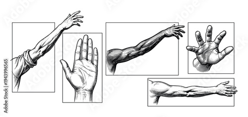 Set of vintage engraved style illustrations of human hands and arms showing various gestures like reaching, stopping, and grabbing in a classic anatomical black and white drawing