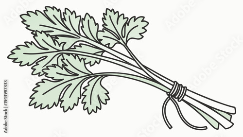 Fresh bunch of cilantro tied with twine on a white background